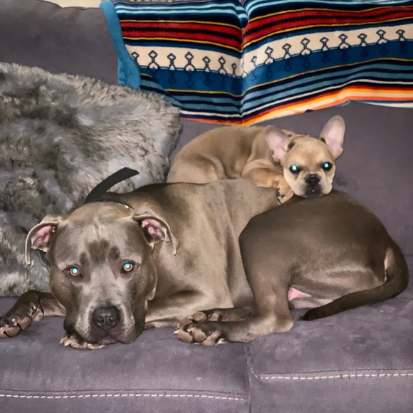 Meet your Posher, Neva - Picture 9 of 16